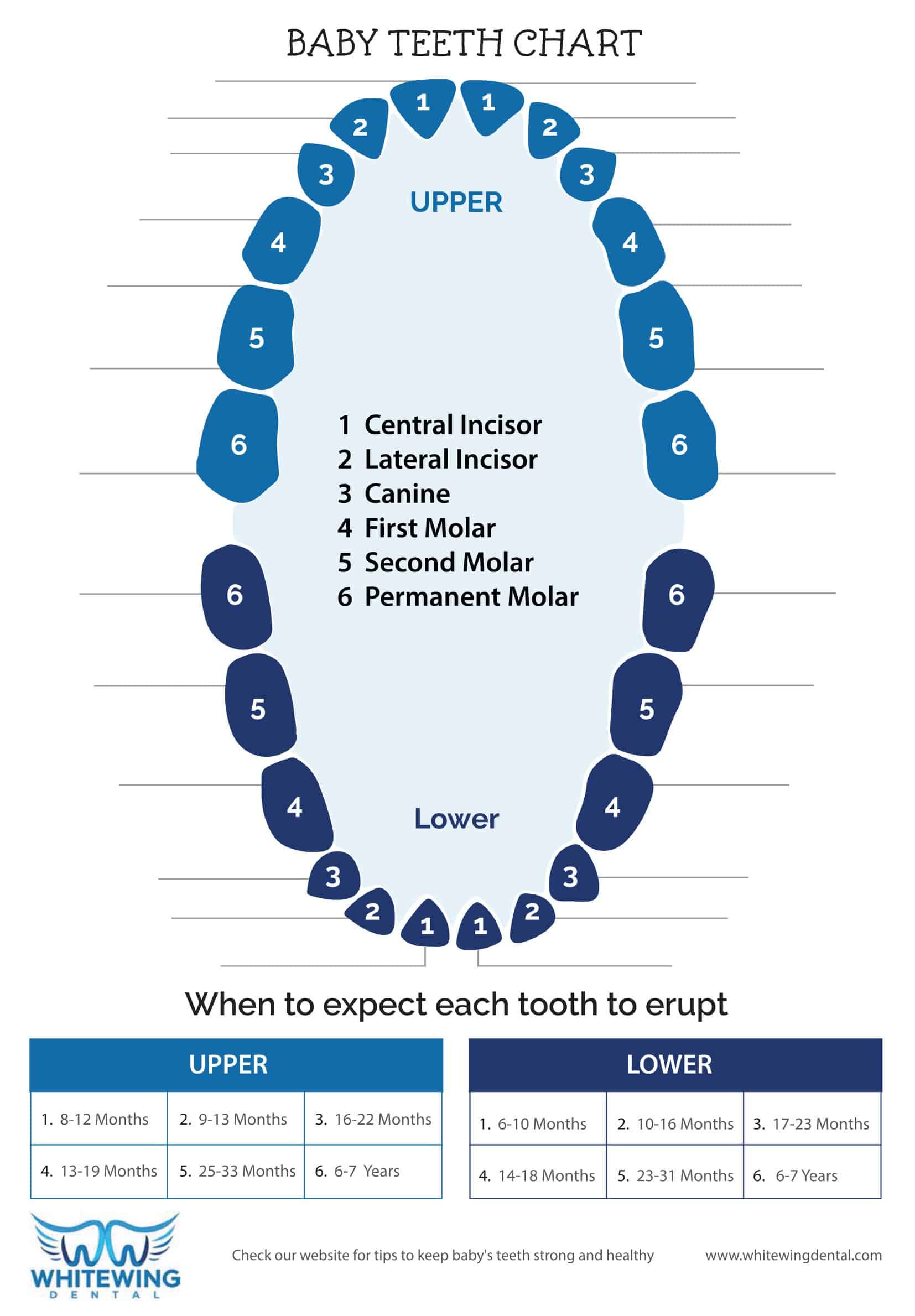 Number Blank Downloadable Teeth Number Chart PDF | Laptop Store