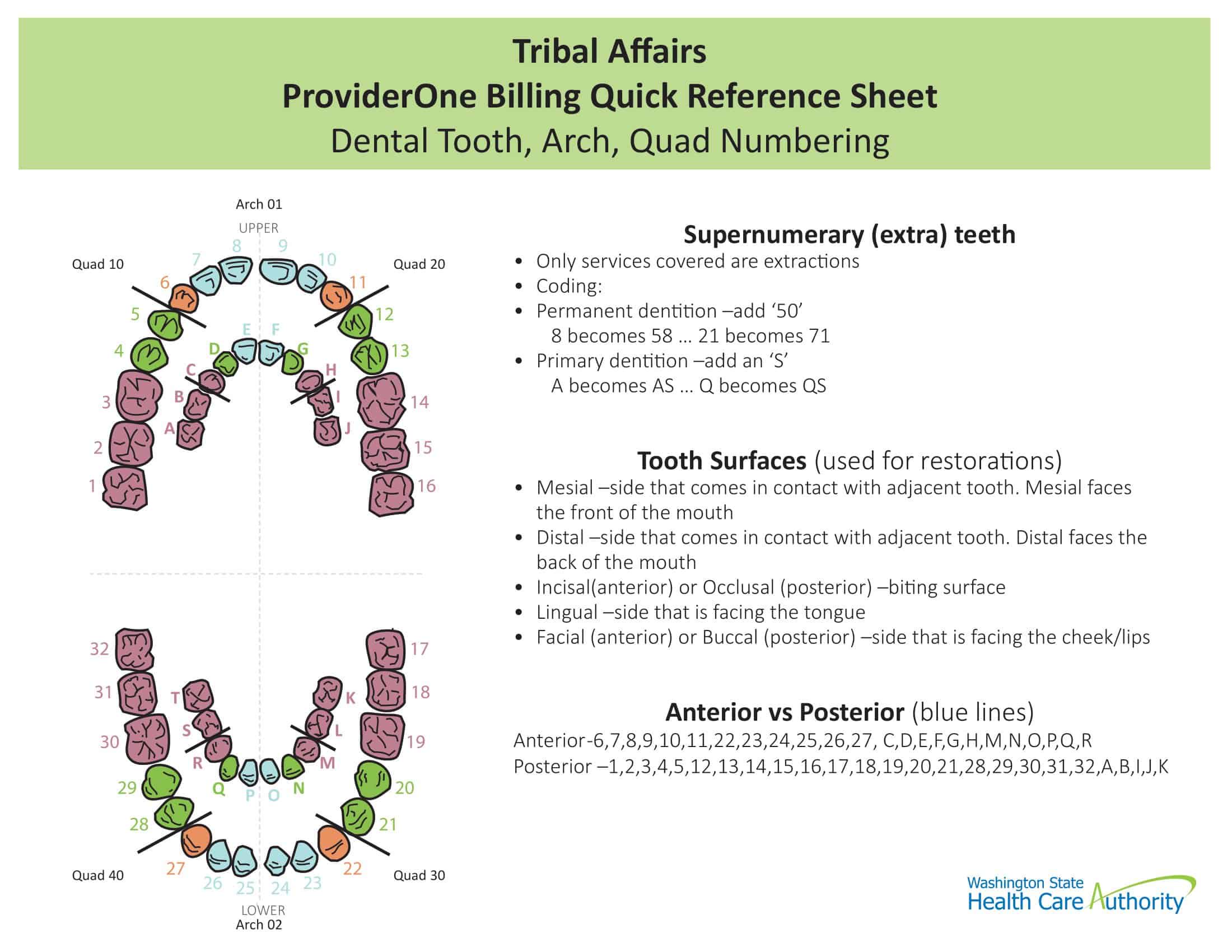 Free Printable Tooth Chart Printable | Laptop Store