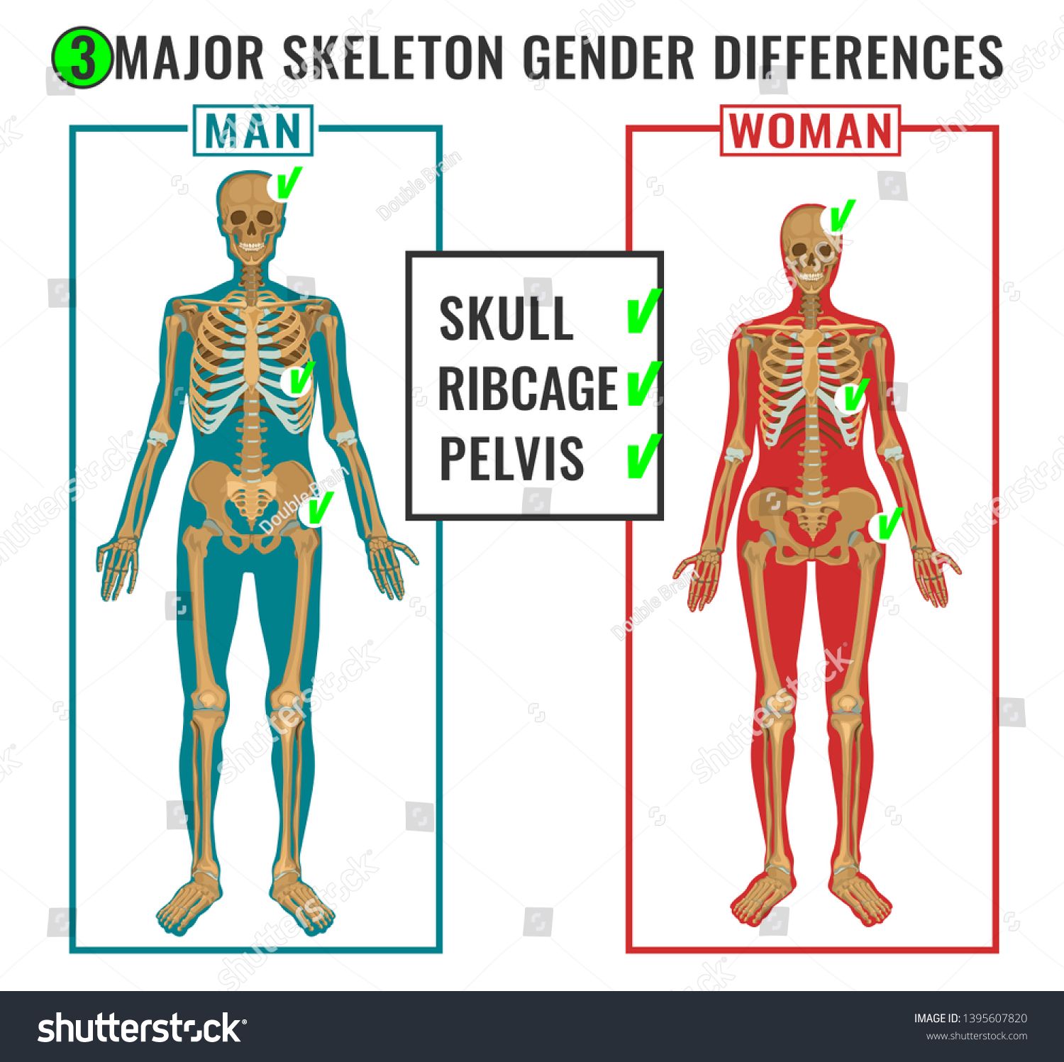 Side Refrencess Female Male Vs Female X Ray Differences Explained | Laptop Store