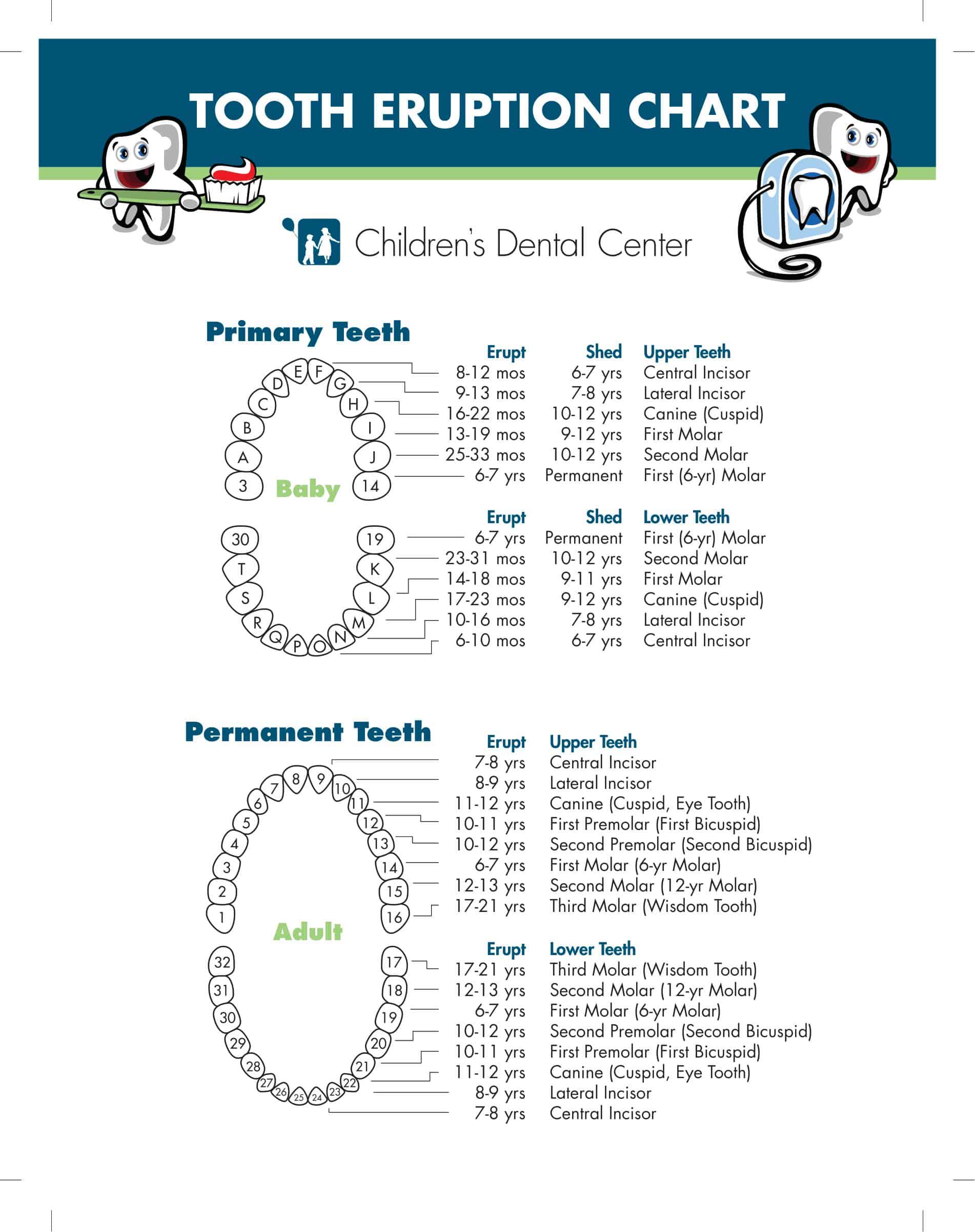 Teeth Chart Basic Identify Tooth Numbers and Issues | Laptop Store