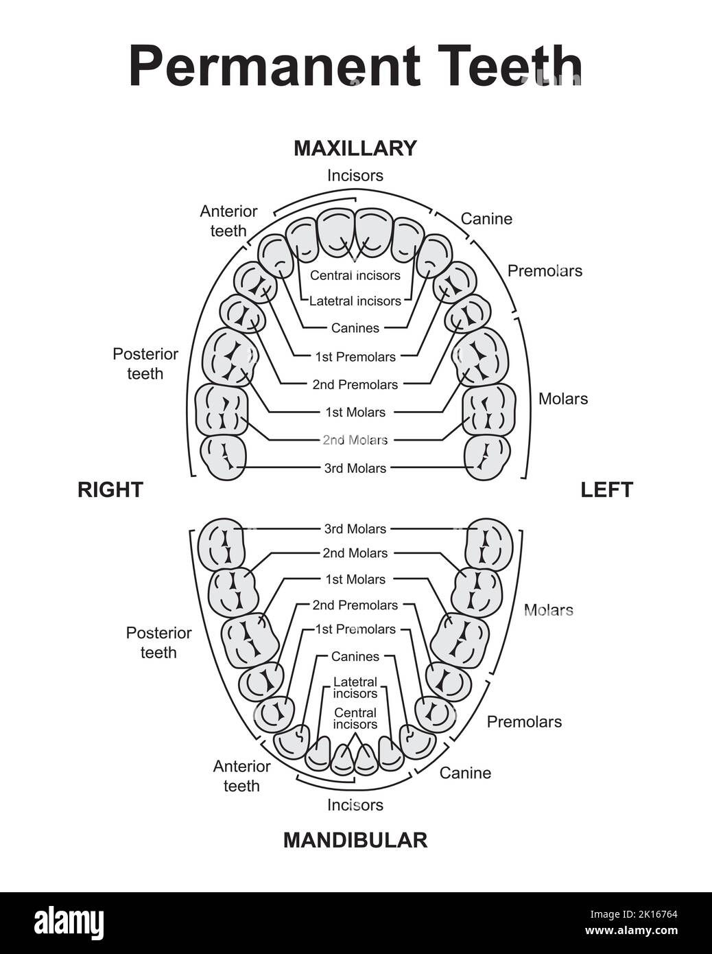 Teeth Surfaces Diagram and Chart | Laptop Store